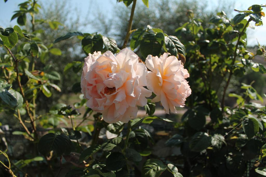 Ittiri Agriturismo Su Recreu 빌라 외부 사진