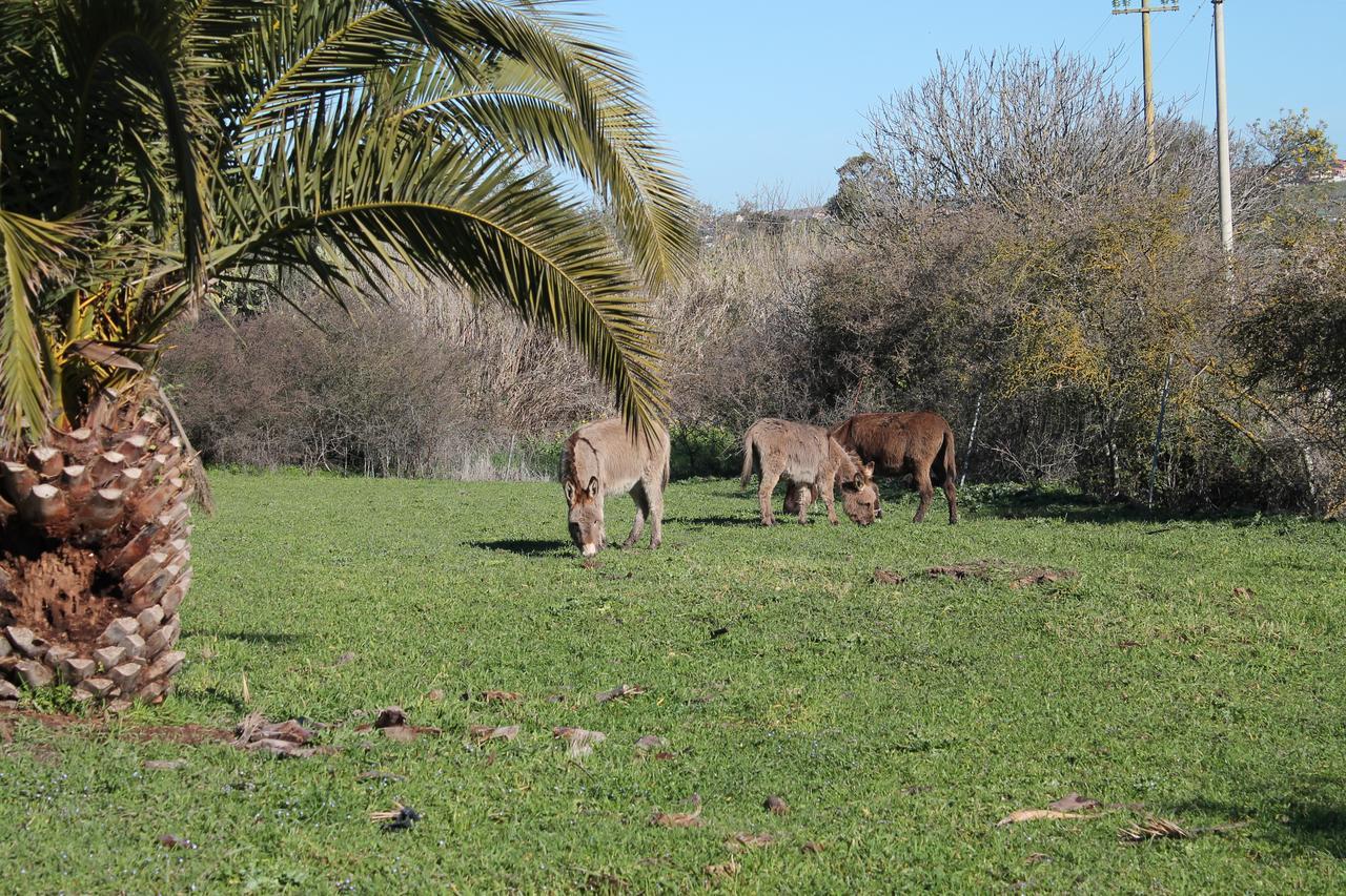 Ittiri Agriturismo Su Recreu 빌라 외부 사진